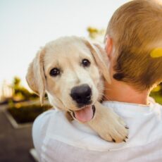 How Do You Treat A Dog With Anxiety?