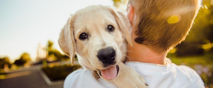 How do you treat a dog with anxiety